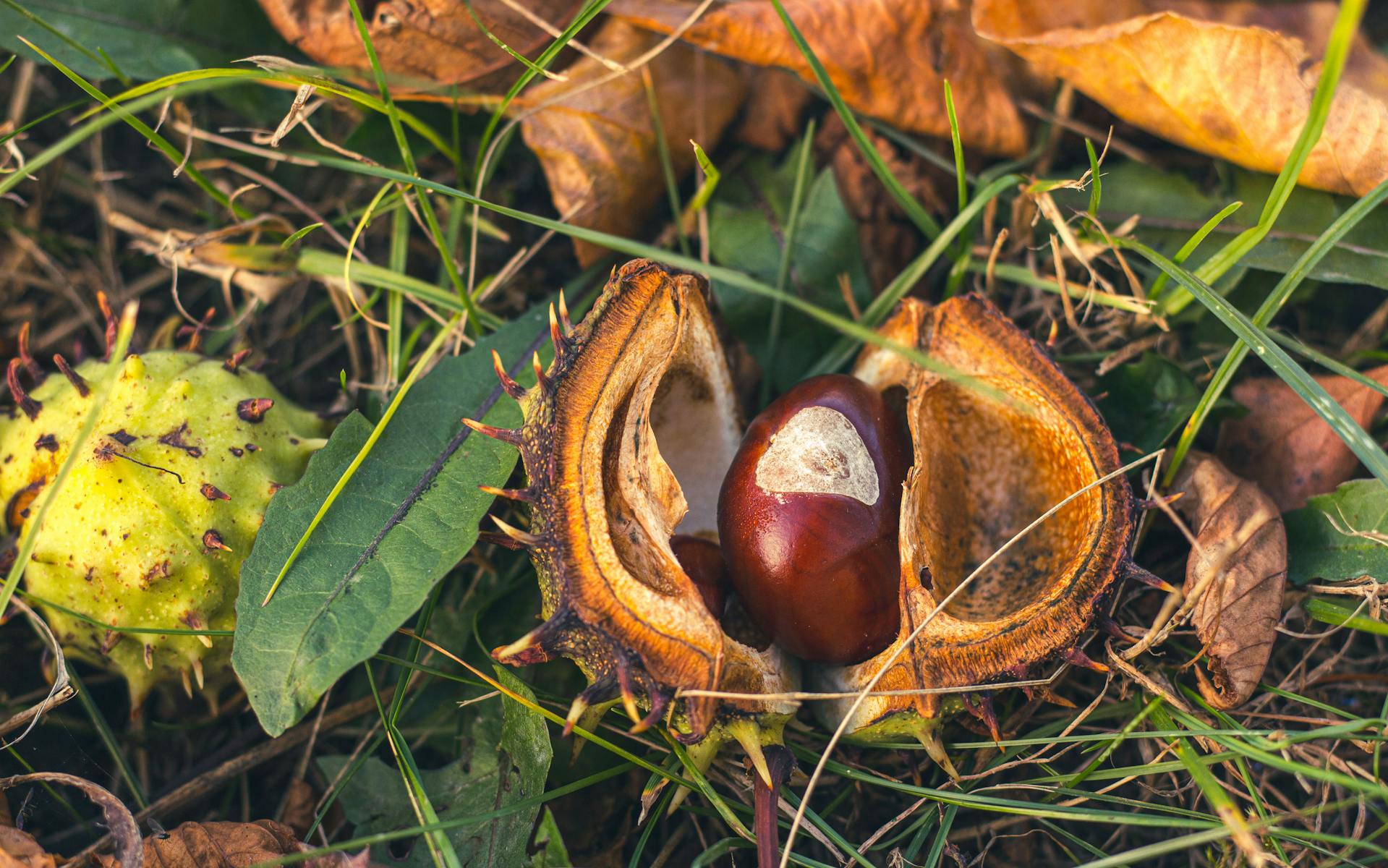 Nüsse auf Gras liegend | Quelle: Pexels