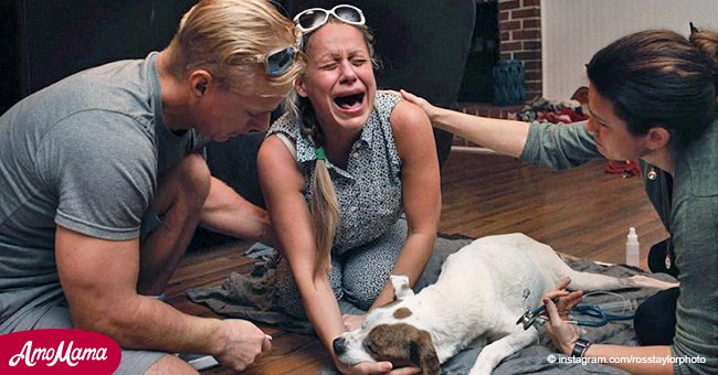 Herzzerreißende Bilder zeigen die Trauer der Besitzer, die sich von ihren Hunden verabschieden