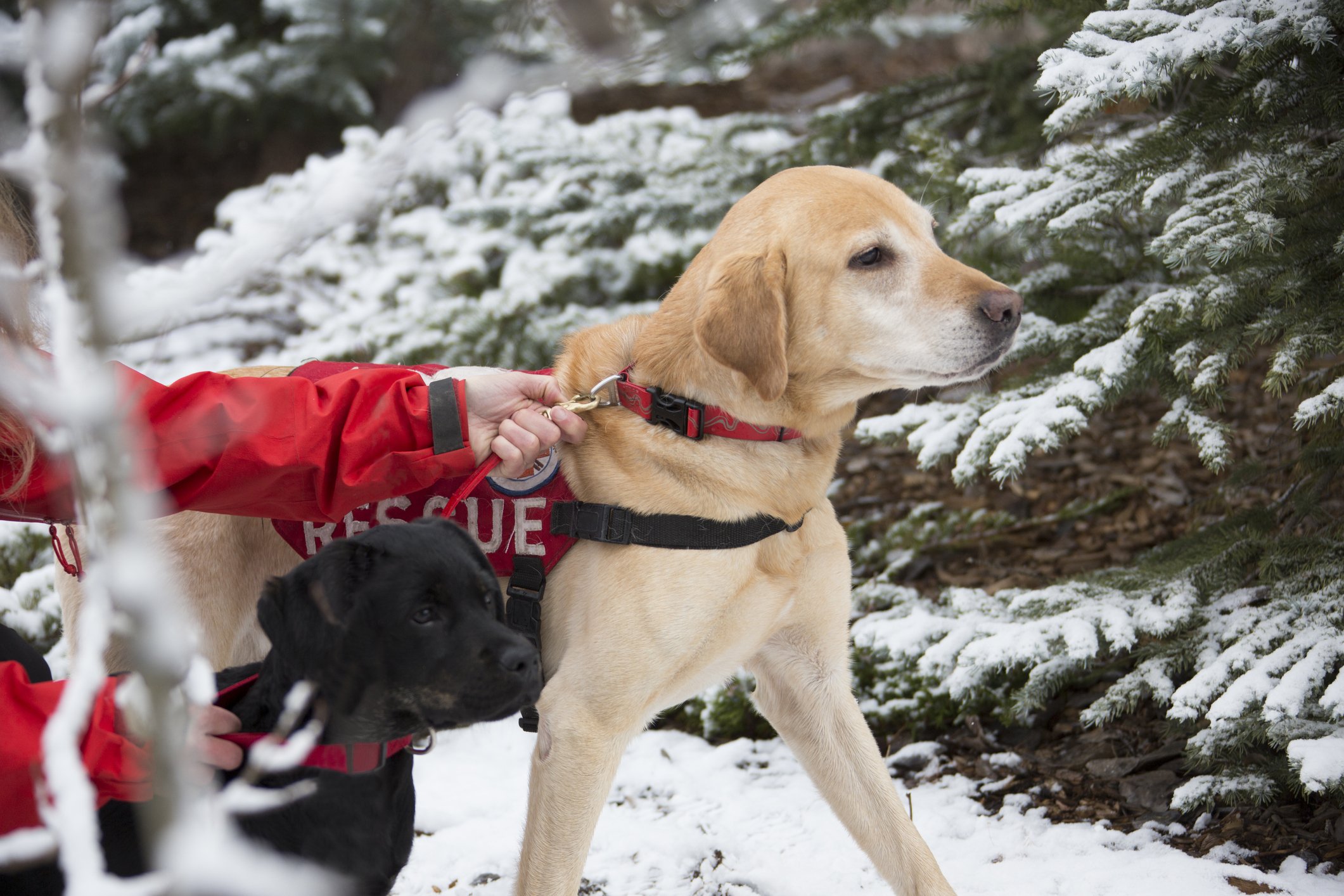 Labrador Retriever Hunde im Training für Rettungsaktionen mit Hundeführer | Quelle: Getty Images