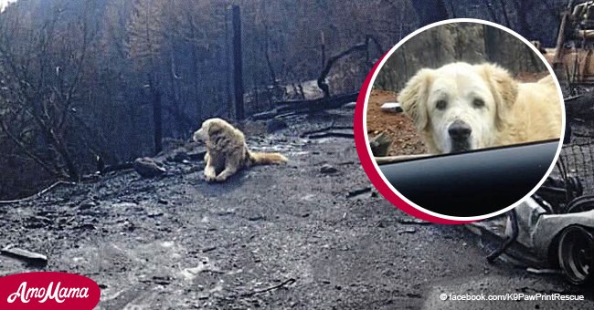 Ein treuer Hund wartete vor dem abgebrannten Haus ein Monat nach dem Waldbrand auf seine Besitzer