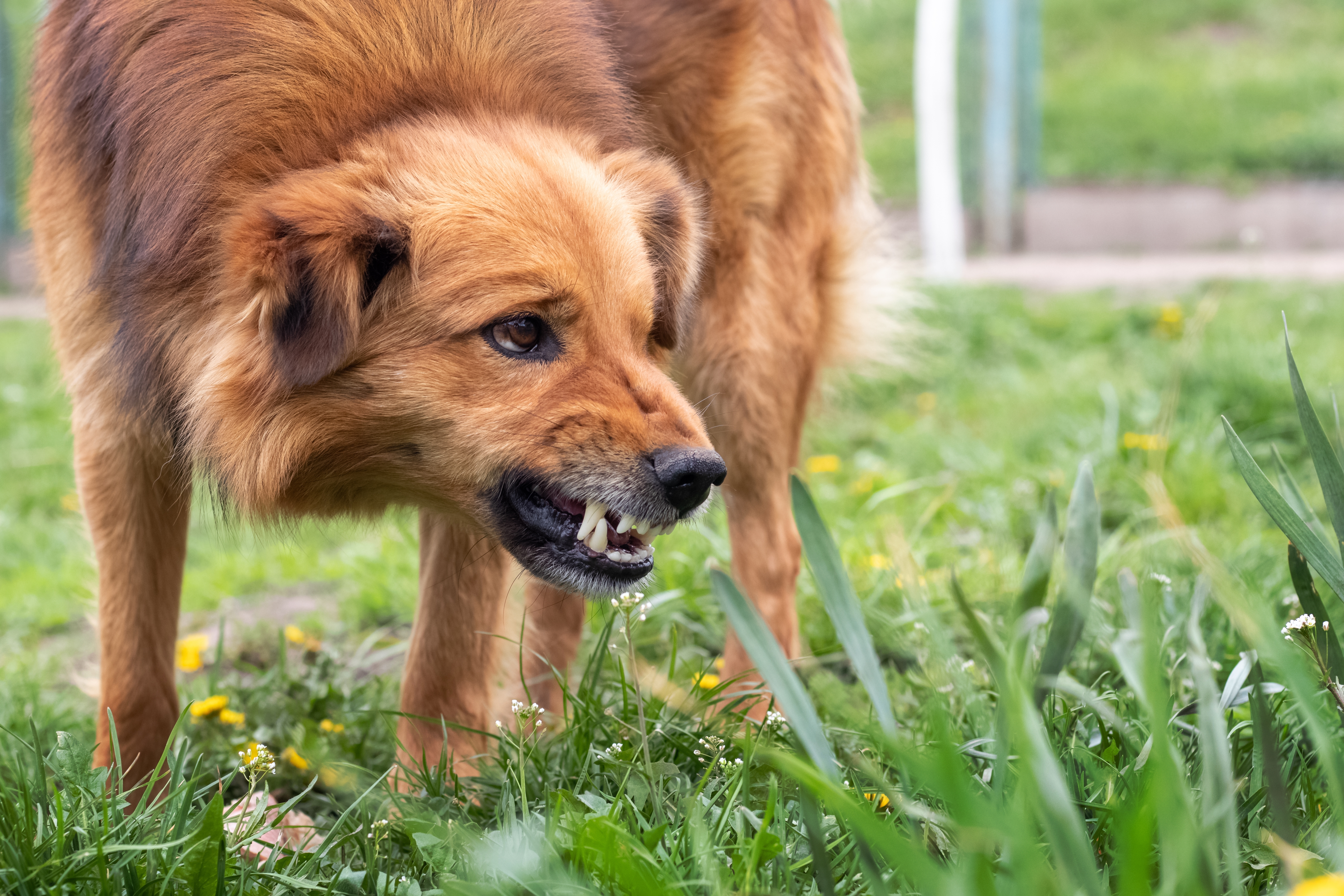 Aggressiver Hund bellt | Quelle: Shutterstock