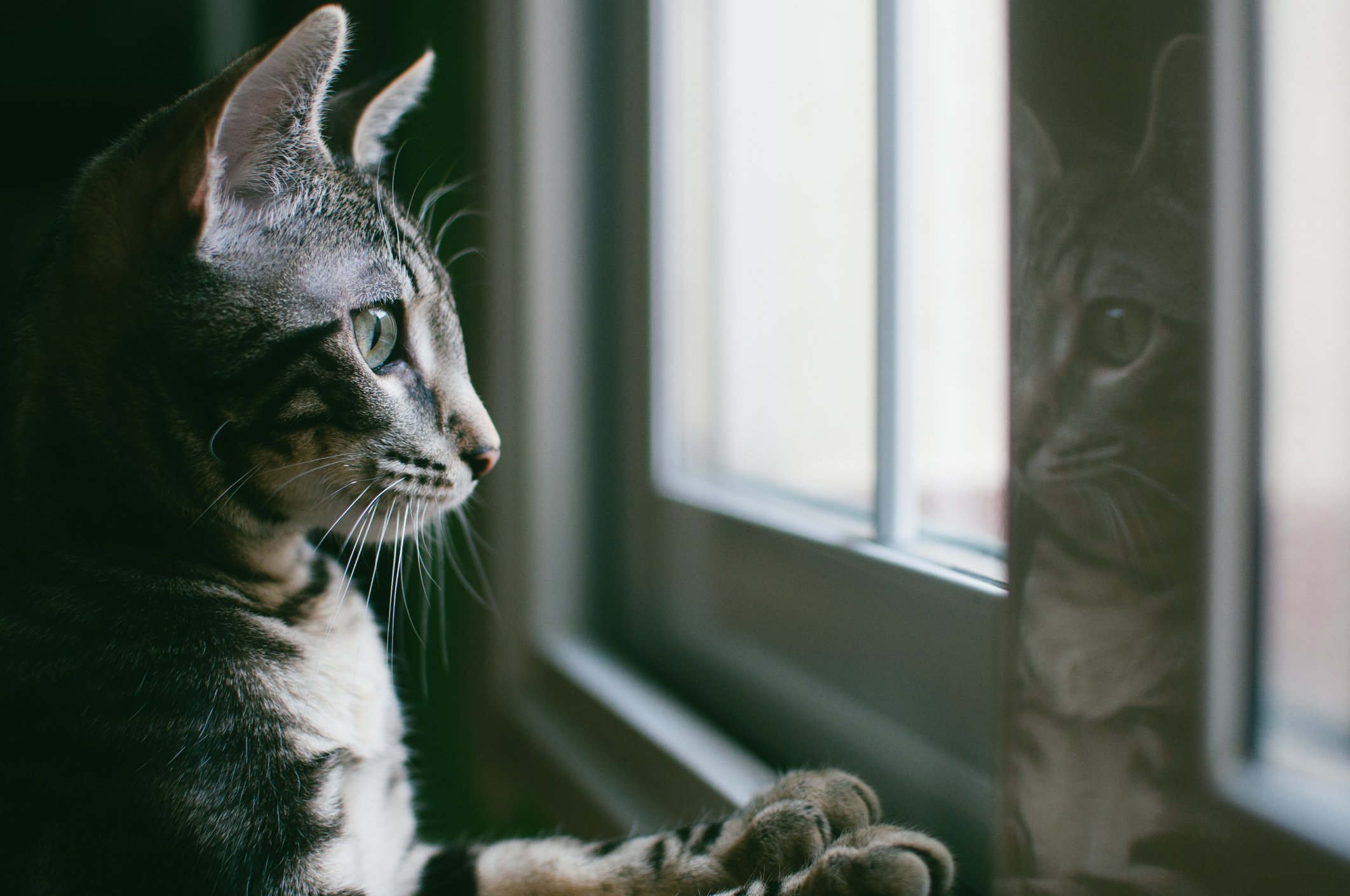 Sabrinas Katze hatte Dennis' Gesicht abgeleckt. | Quelle: Getty Images