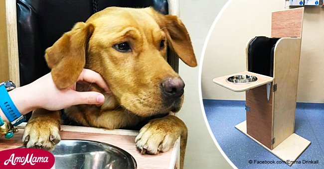 Ein Hund mit einer seltenen Erkrankung hat nun einen besonderen Stuhl, um fressen zu können