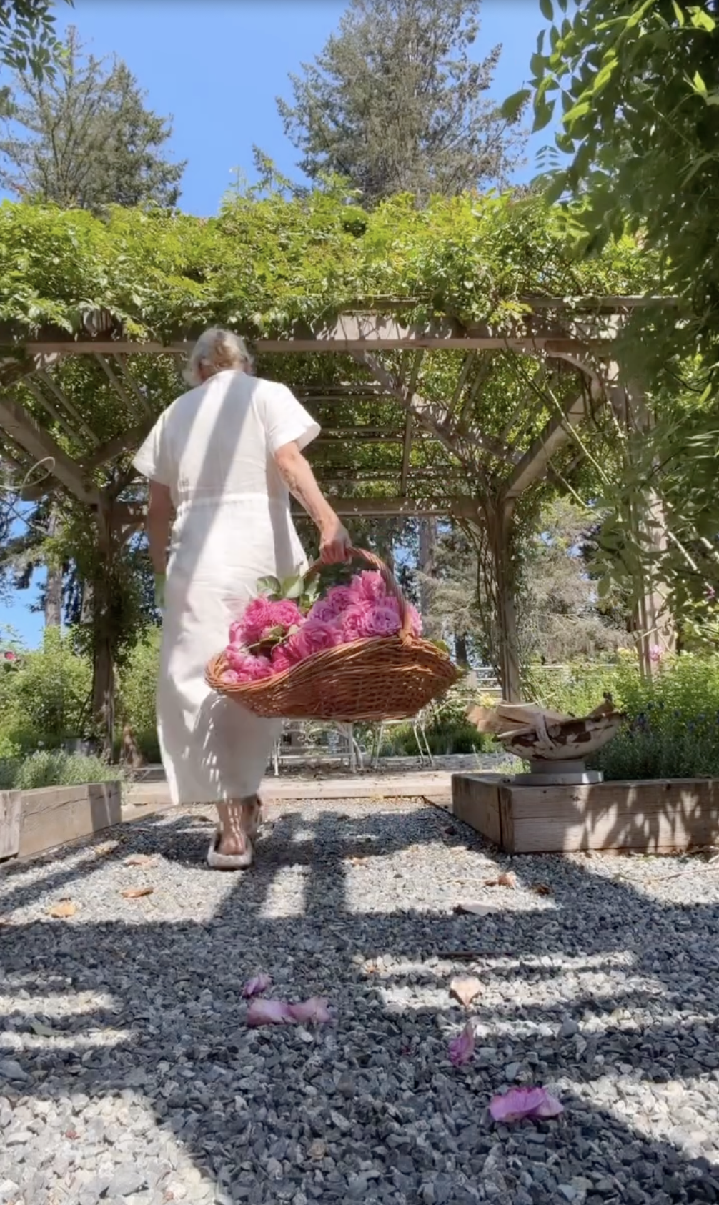 Pamela Anderson schlendert in Arcady unter einer mit Weinreben bewachsenen Holzpergola einen Kiesweg entlang und trägt einen geflochtenen Korb, der bis zum Rand mit frisch gepflückten rosa Rosen gefüllt ist. In einem luftigen weißen Leinenkleid und Garten-Sandalen macht sie sich auf den Weg zurück zum Haus, nachdem sie Blüten von den hundert Rosensträuchern gepflückt hat, die auf ihrem weitläufigen Anwesen gepflanzt sind. | Quelle: Instagram/pamelaanderson