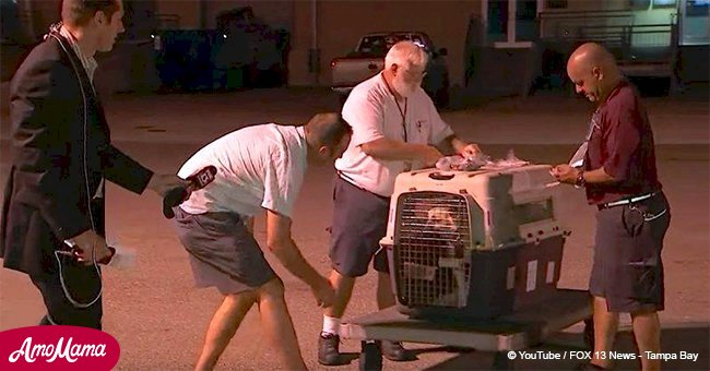 Ein Soldat hatte Angst, dass der Hund, den er im Irak adoptiert hatte, sich an ihn nicht mehr erinnern wird, aber dann öffnete er den Käfig