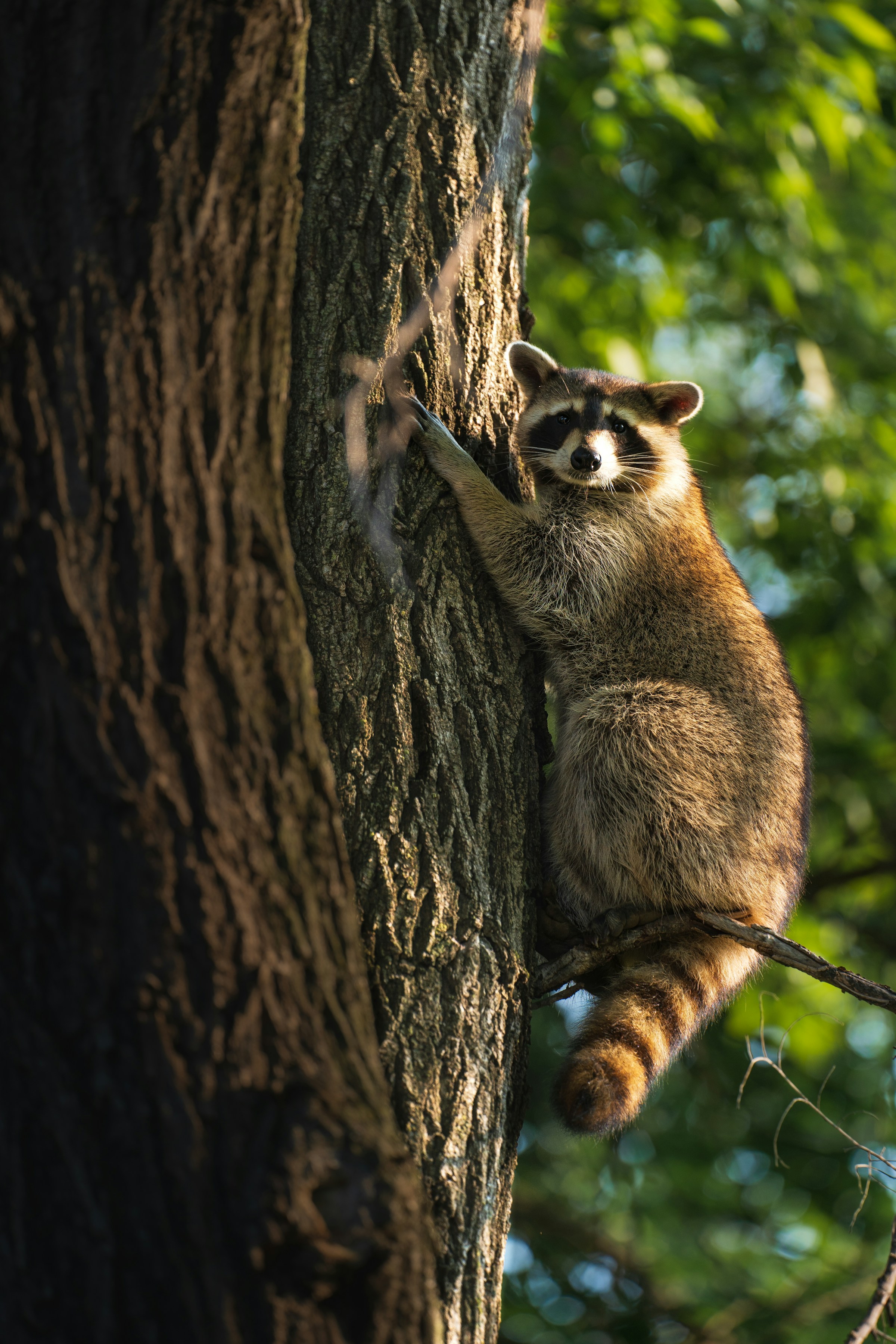 Ein Waschbär klettert auf einen Baum | Quelle: Unsplash