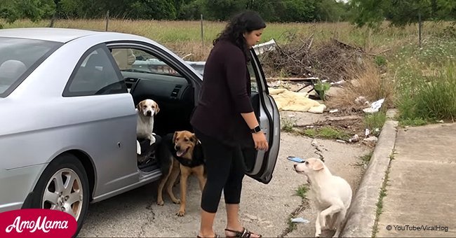 Eine Frau wurde dabei erwischt, wie sie mitten auf der Straße 4 Hunde aus dem Auto warf und sie aussetzte