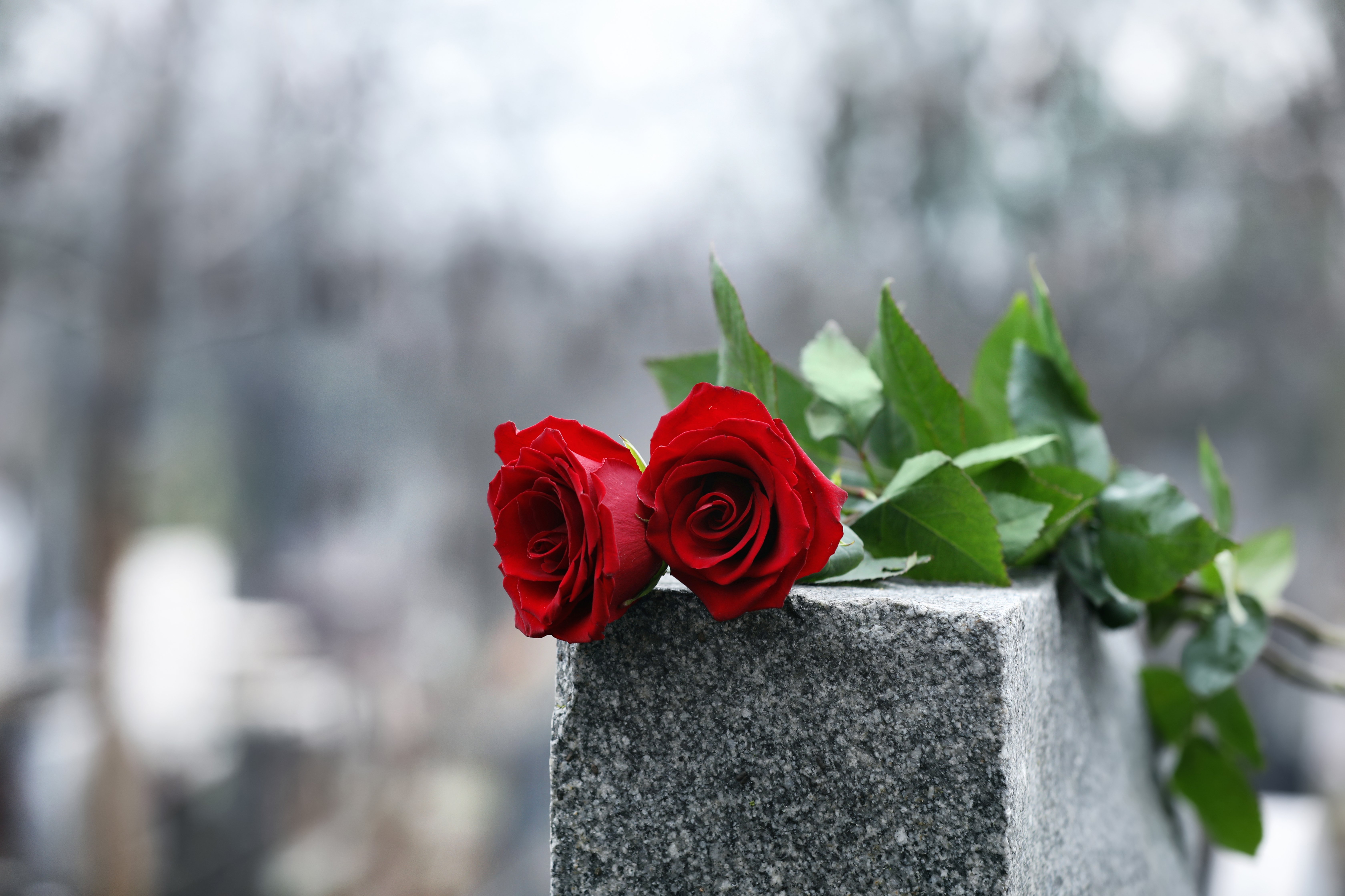 Rote Rosen auf grauem Granitgrabstein im Freien | Quelle: Shutterstock