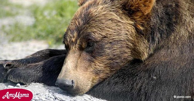 Der Bär wurde nach 20 Jahren des schmerzhaften Tanzens gerettet. Aber dann wurde er heimlich zum schlimmsten Zoo geschickt