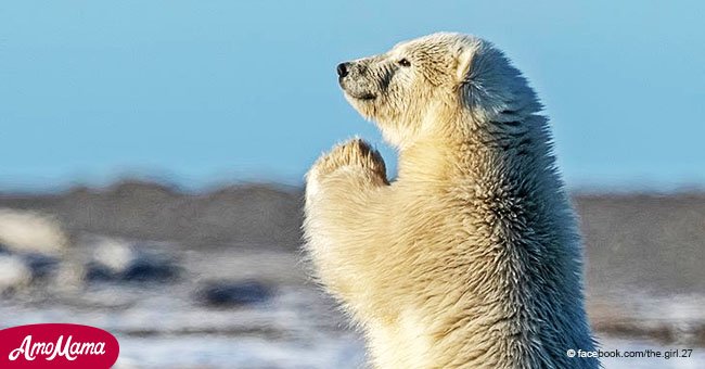 Ein kleiner Polarbär „betet um Schnee“, weil es heiß ist