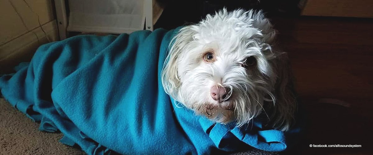 Überwachungsvideo zeigt Postbeamten, der angeblich unschuldigen Hund mit Pfefferspray angriff