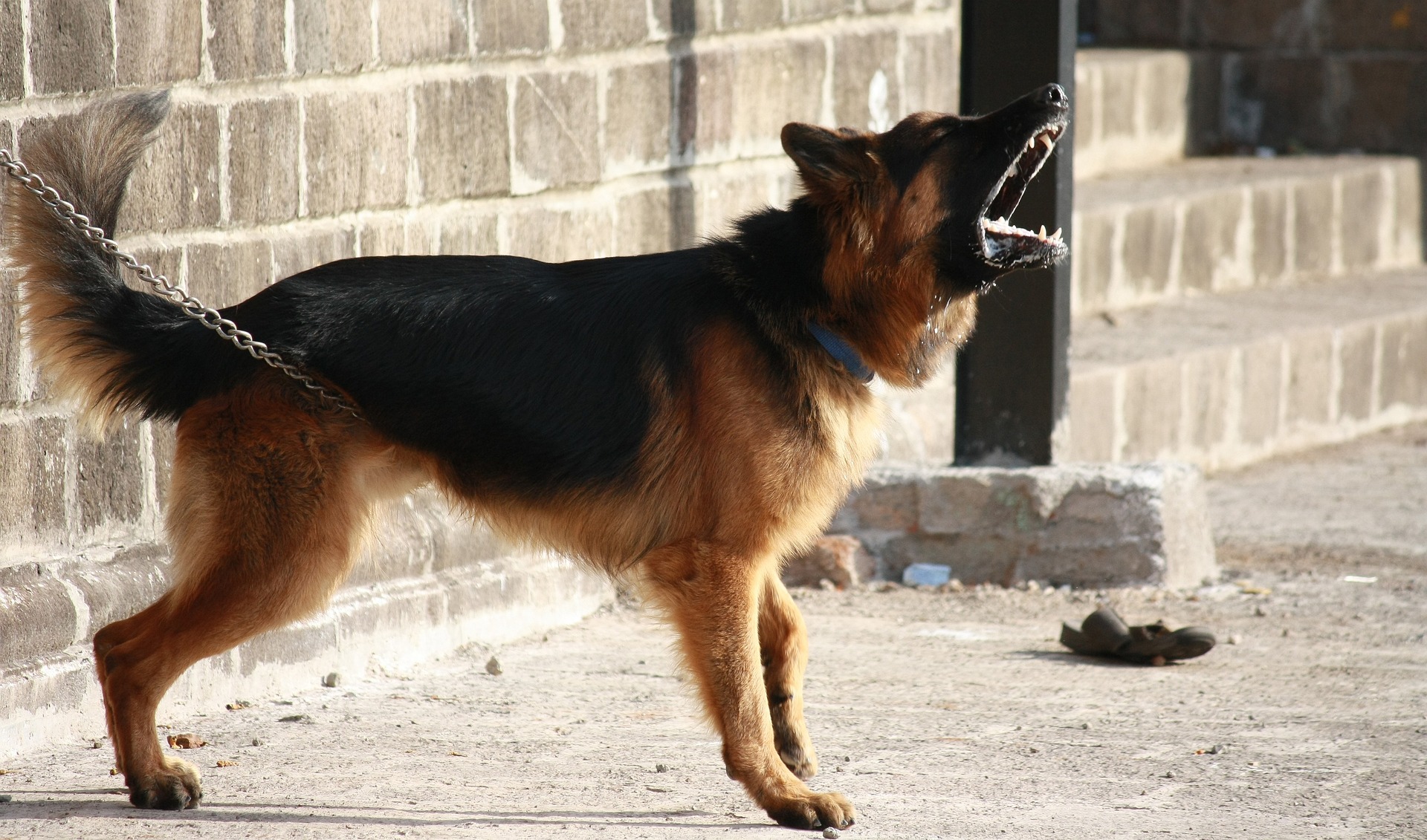 Ein aggressiver Hund, der bellt, während er angeleint ist | Quelle: Pixabay