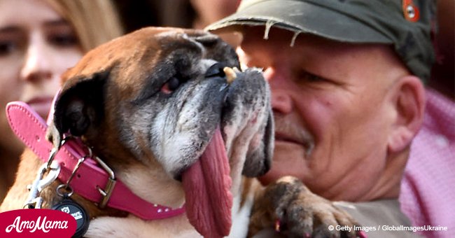 “The World´s Ugliest Dog”, verstarb nur 9 Tage nachdem er den Wettbewerb gewann 