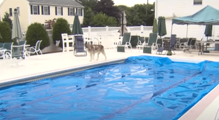 Husky Luka spaziert bei dem Pool vor dem Familienhaus | Quelle: Youtube/CBS Boston
