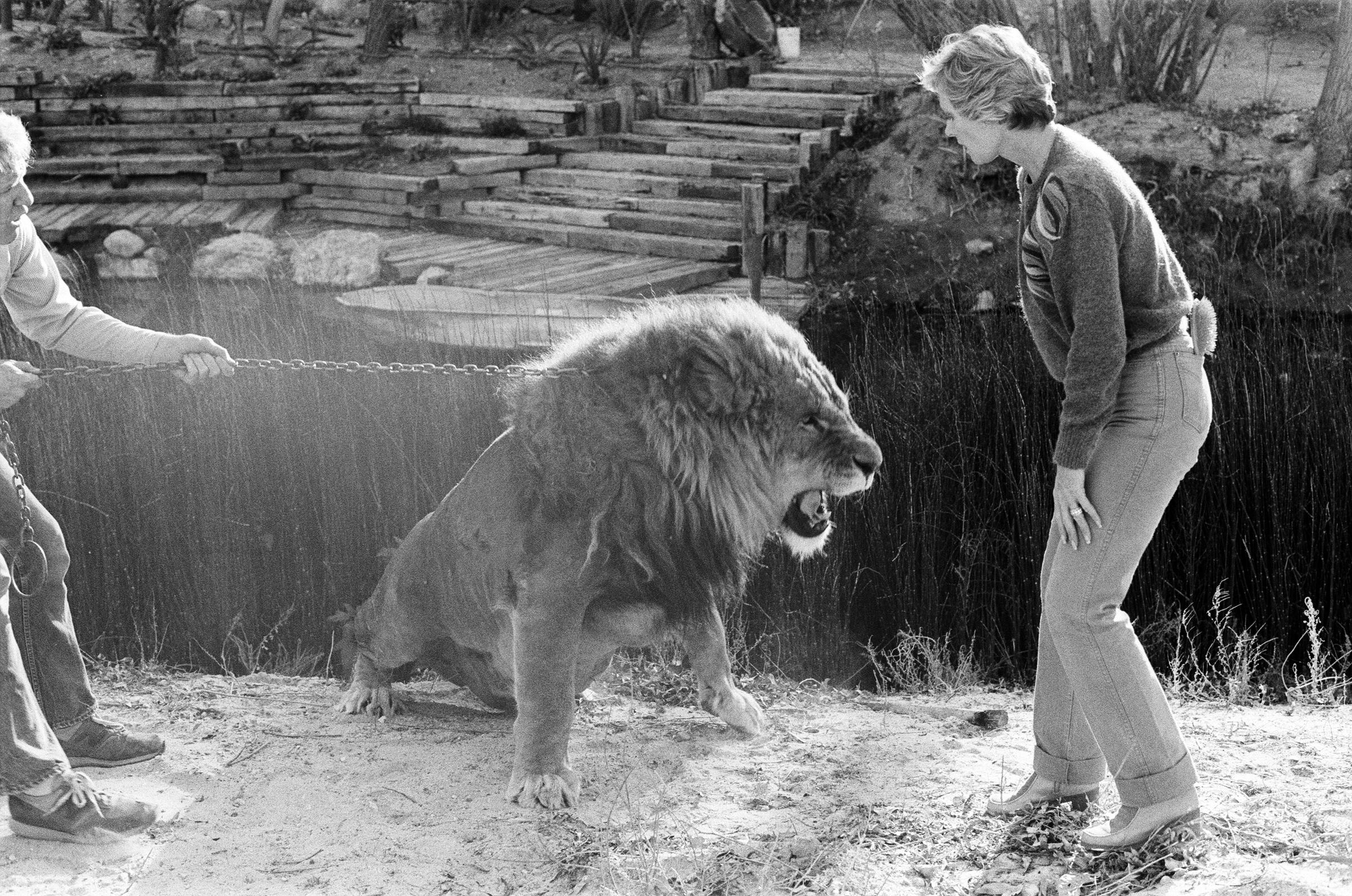 Tippi Hedren mit ihren Tieren auf ihrem Grundstück im San Fernando Valley, am 25. Januar 1982. | Quelle: Getty Images