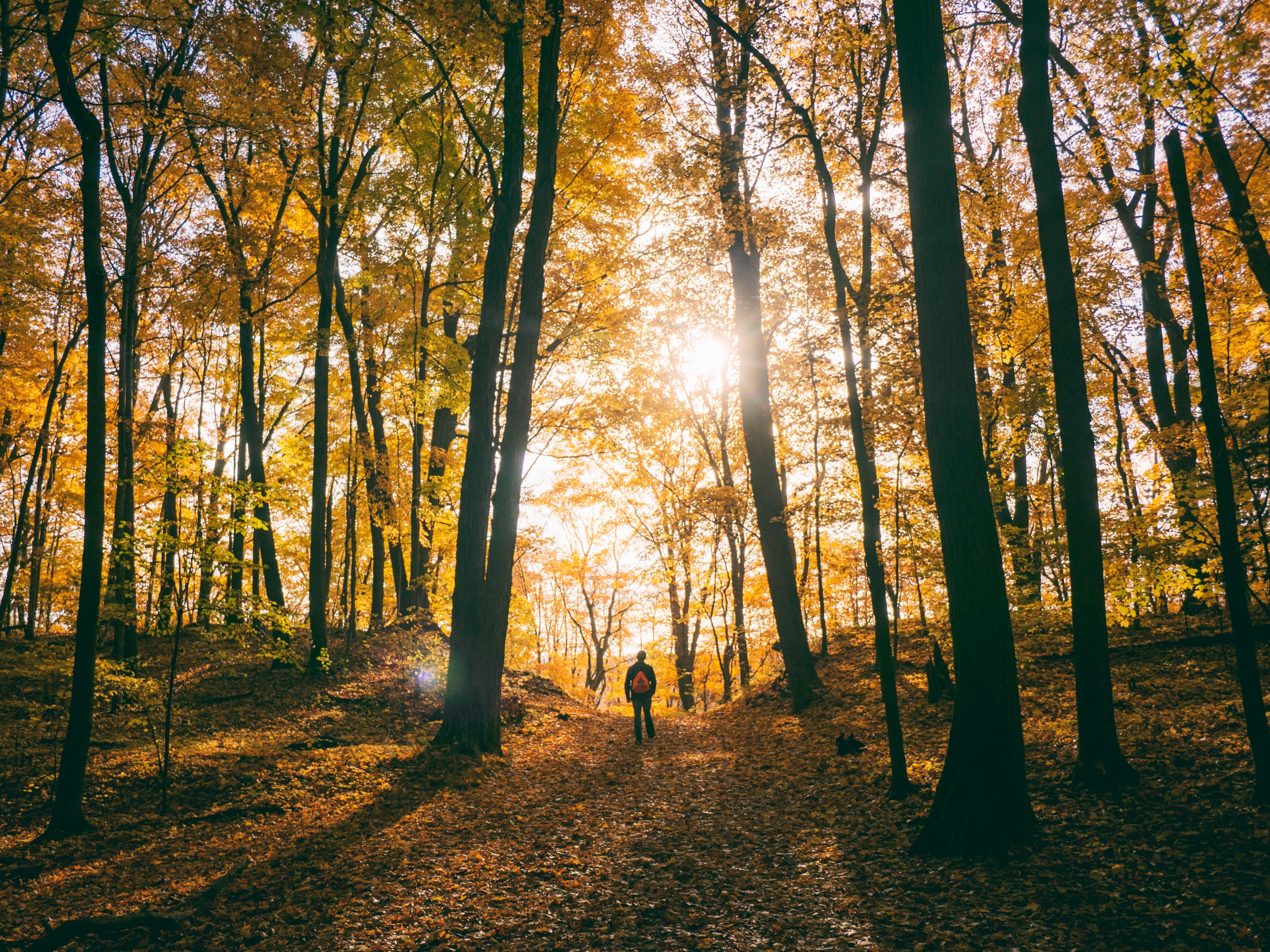 Alice und Luke haben Jim allein im Wald zurückgelassen. | Quelle: Unsplash