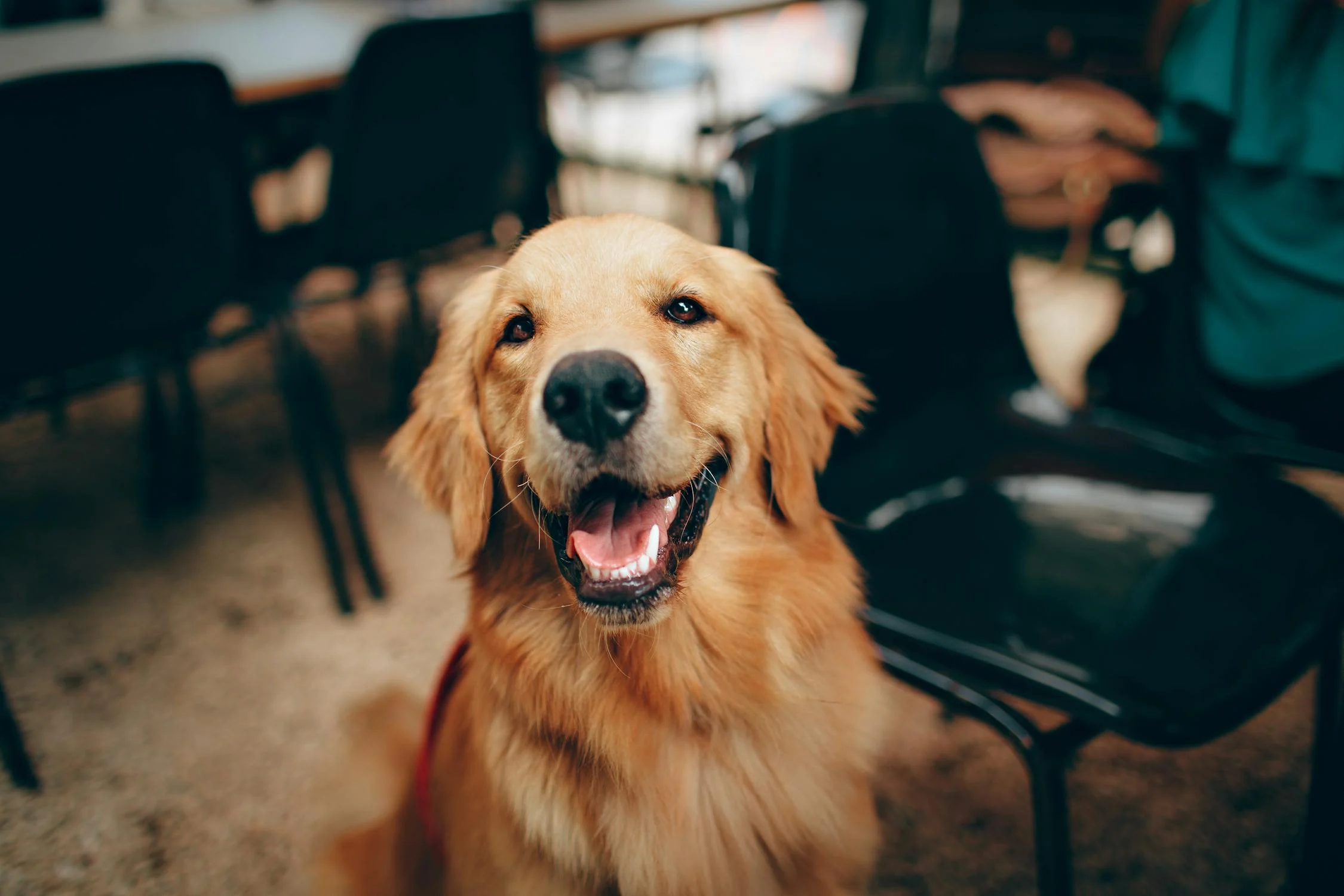 Ein glücklicher Labrador | Quelle: Pexels