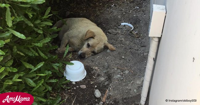 Ein Hund, der von seiner Familie ausgesetzt wurde, musste in Dreck leben