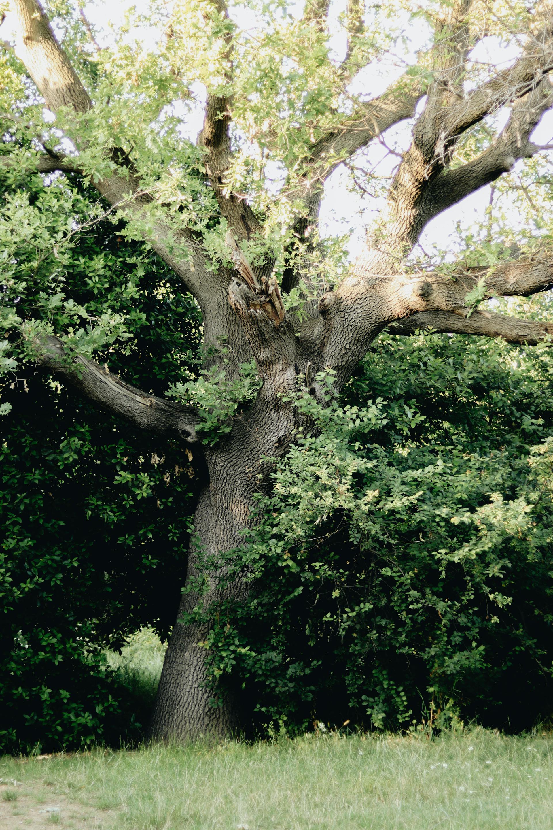 Ein Baum | Quelle: Pexels