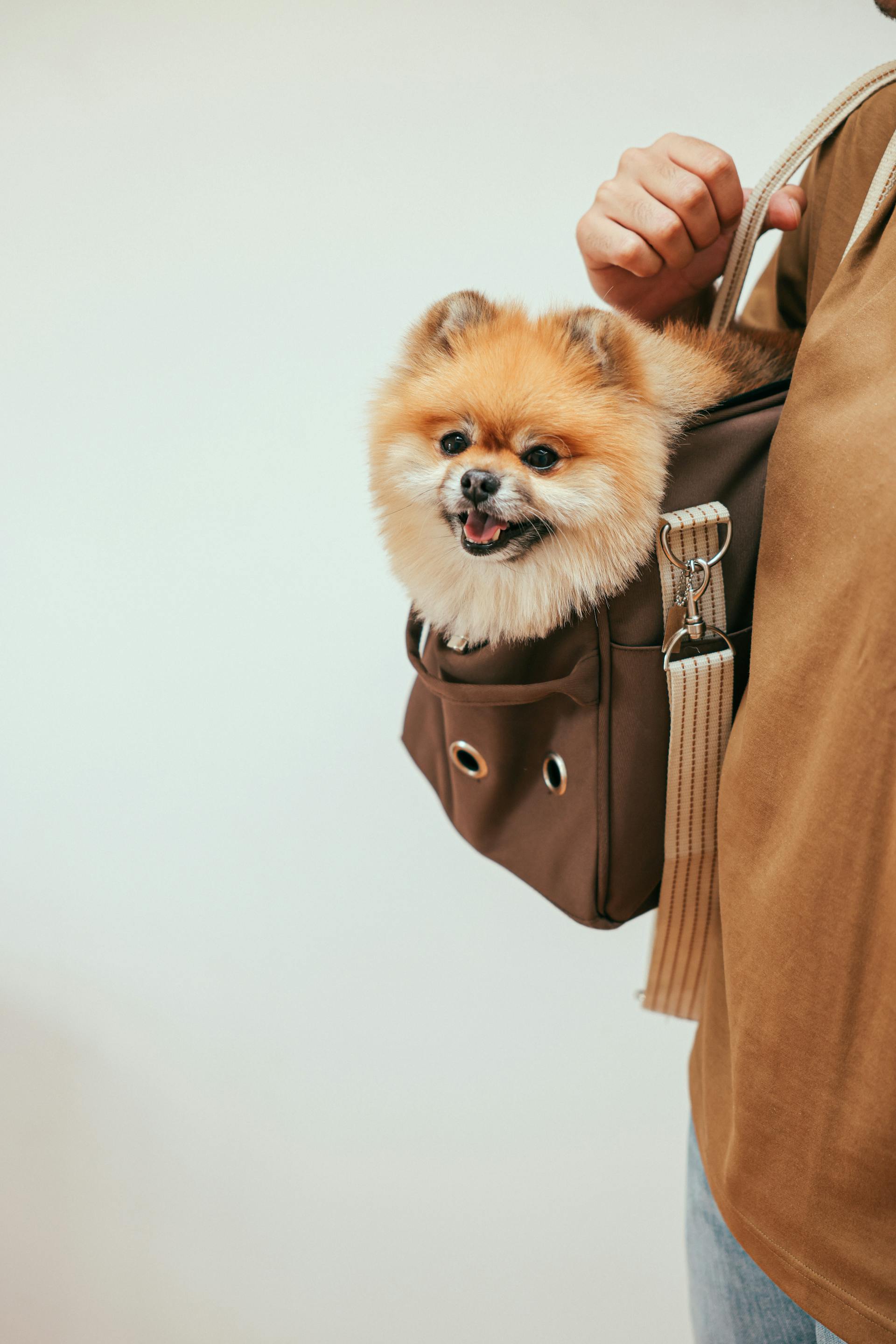 Eine Person, die einen Hund in einer Tasche trägt | Quelle: Pexels