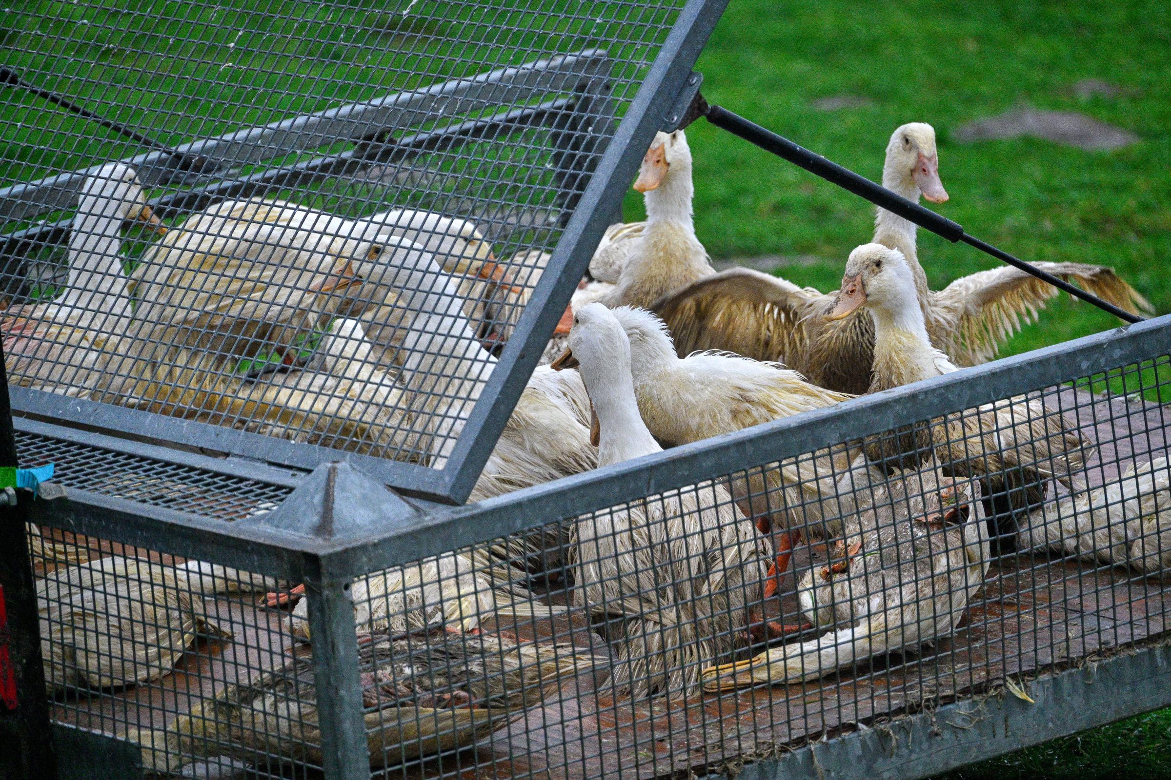 Enten mit Vogelgrippe, auch bekannt als Geflügelpest, werden am 28. November 2024 in Zarnewanz, Deutschland, eingesammelt und in einen Container gesteckt | Quelle: Getty Images