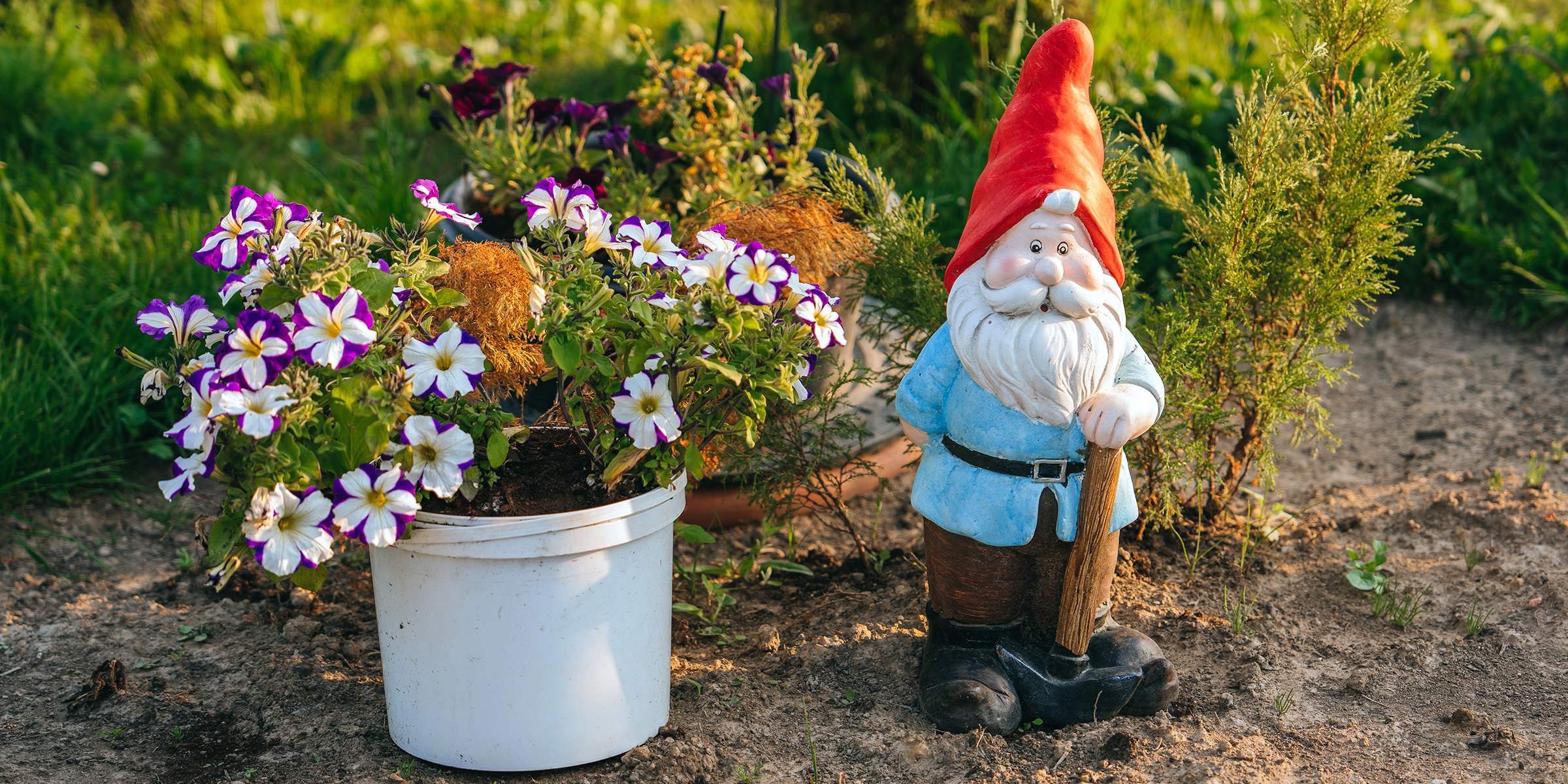 Ein Gartenzwerg neben ein paar Blumen | Quelle: Shutterstock