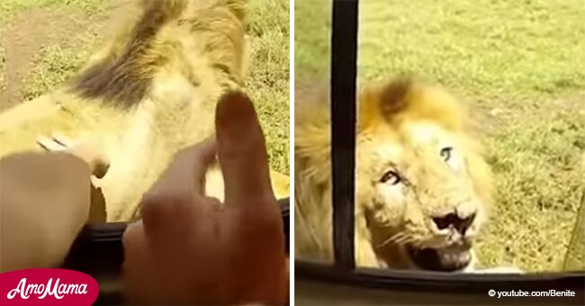 Ein furchtloser Tourist beschließt, einen Löwen zu streicheln und verliert fast seinen Arm