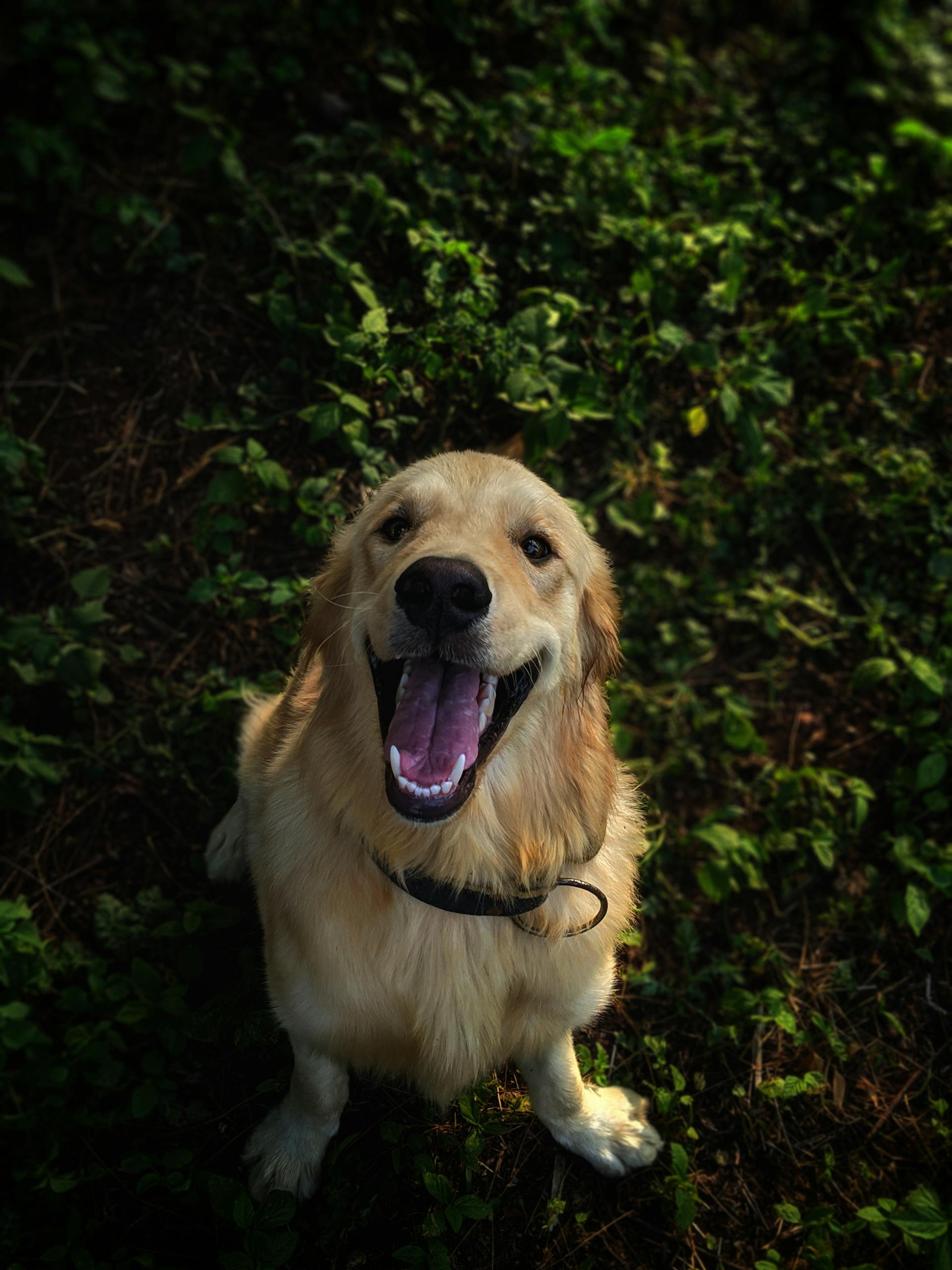 Ein Golden Retriever Hund | Quelle: Pexels