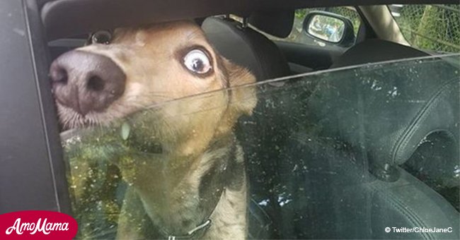 Ein Hund in einem heißen Auto „heulte und jaulte“