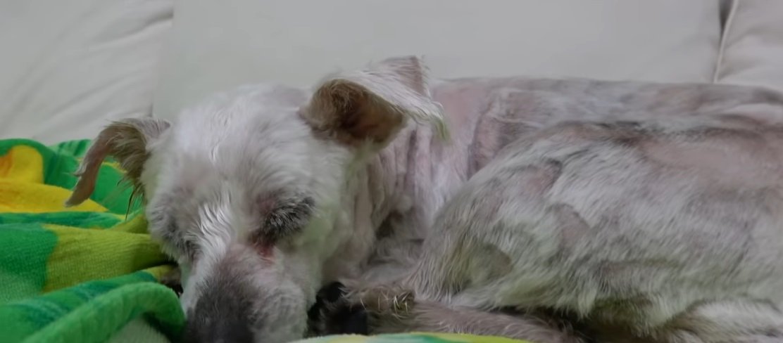 Hayley nach ihrer Behandlung beim Schlafen | Quelle: YouTube/Hope for Paws - Official Rescue Channel