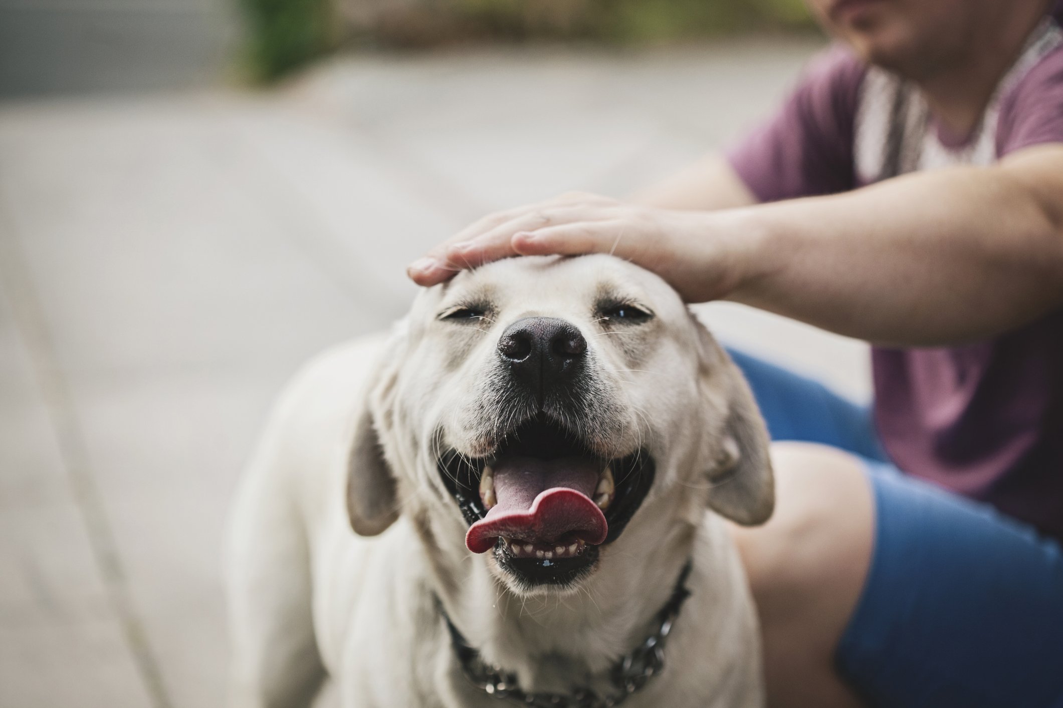 Goldener Labrador-Hund, der es genießt, von seinem Besitzer gestreichelt zu werden. | Quelle: Getty Images