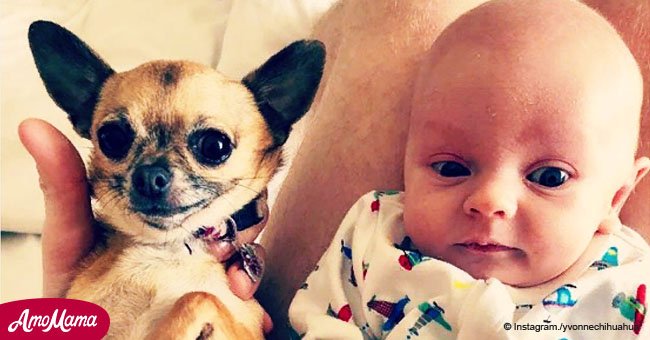 Die Mutter filmte das erste Treffen zwischen ihrem Baby und ihrem Chihuahua