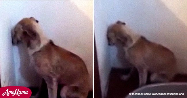Missbrauchter Hund starrte mehrere Tage die Wand an und weigerte sich zu bewegen