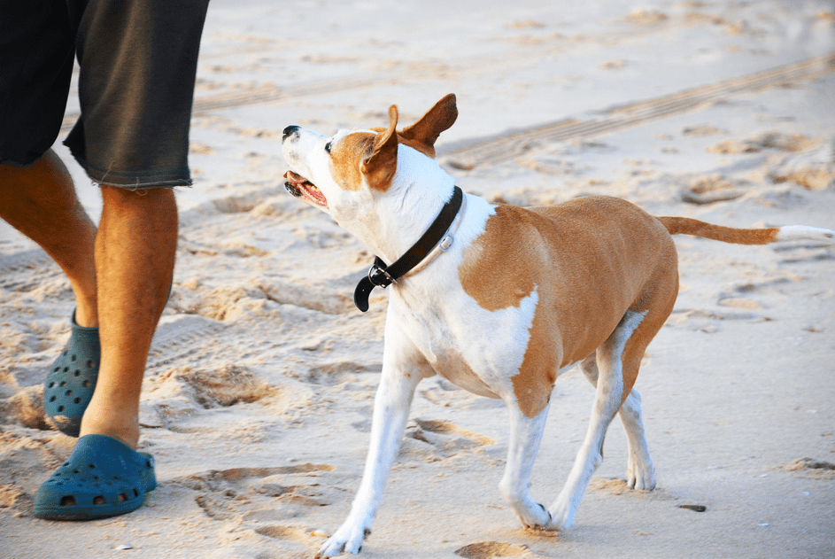 Ein Hund läuft neben einer Person am Strand. | Quelle: Shutterstock