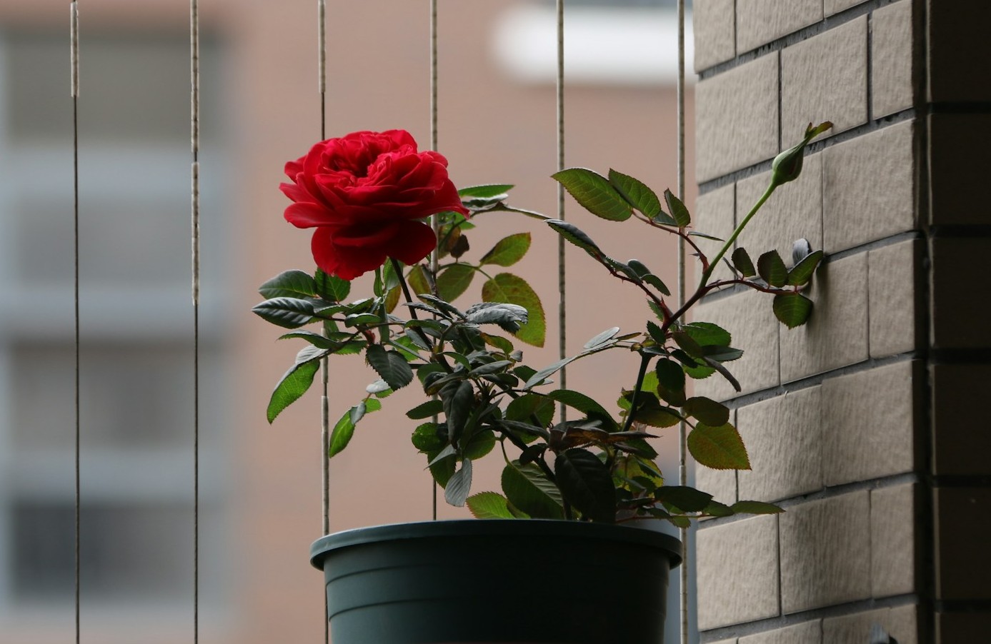 Eine getopfte Rosenpflanze mit einer einzelnen roten Blüte sitzt an einer Backsteinmauer und fängt sanftes Tageslicht ein | Quelle: Unsplash