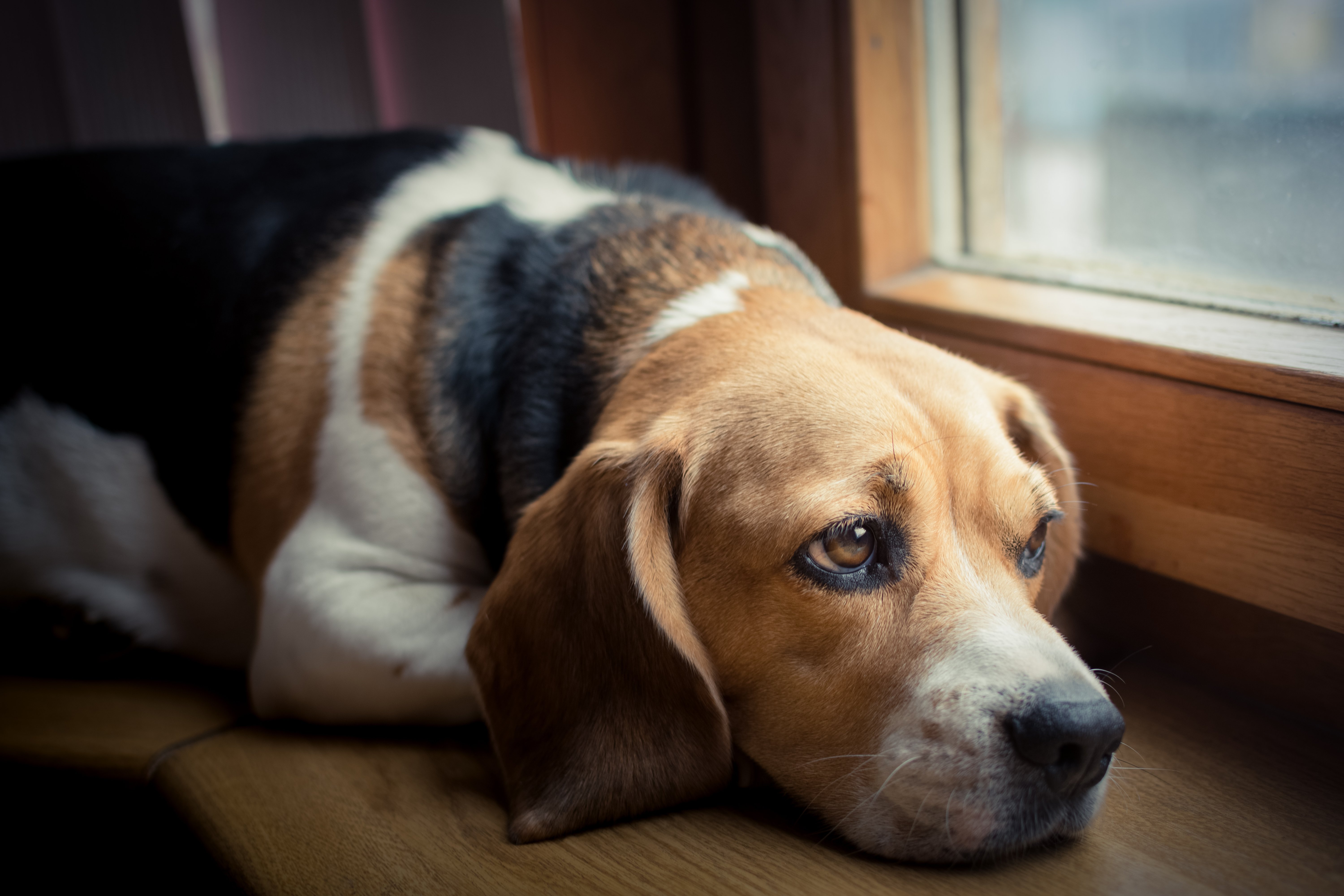Hund sitzt traurig am Fenster | Quelle: Shutterstock