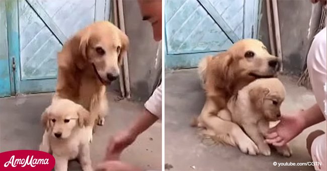 Papa-Hund versucht seinen Welpen von seinen Besitzern zu schützen