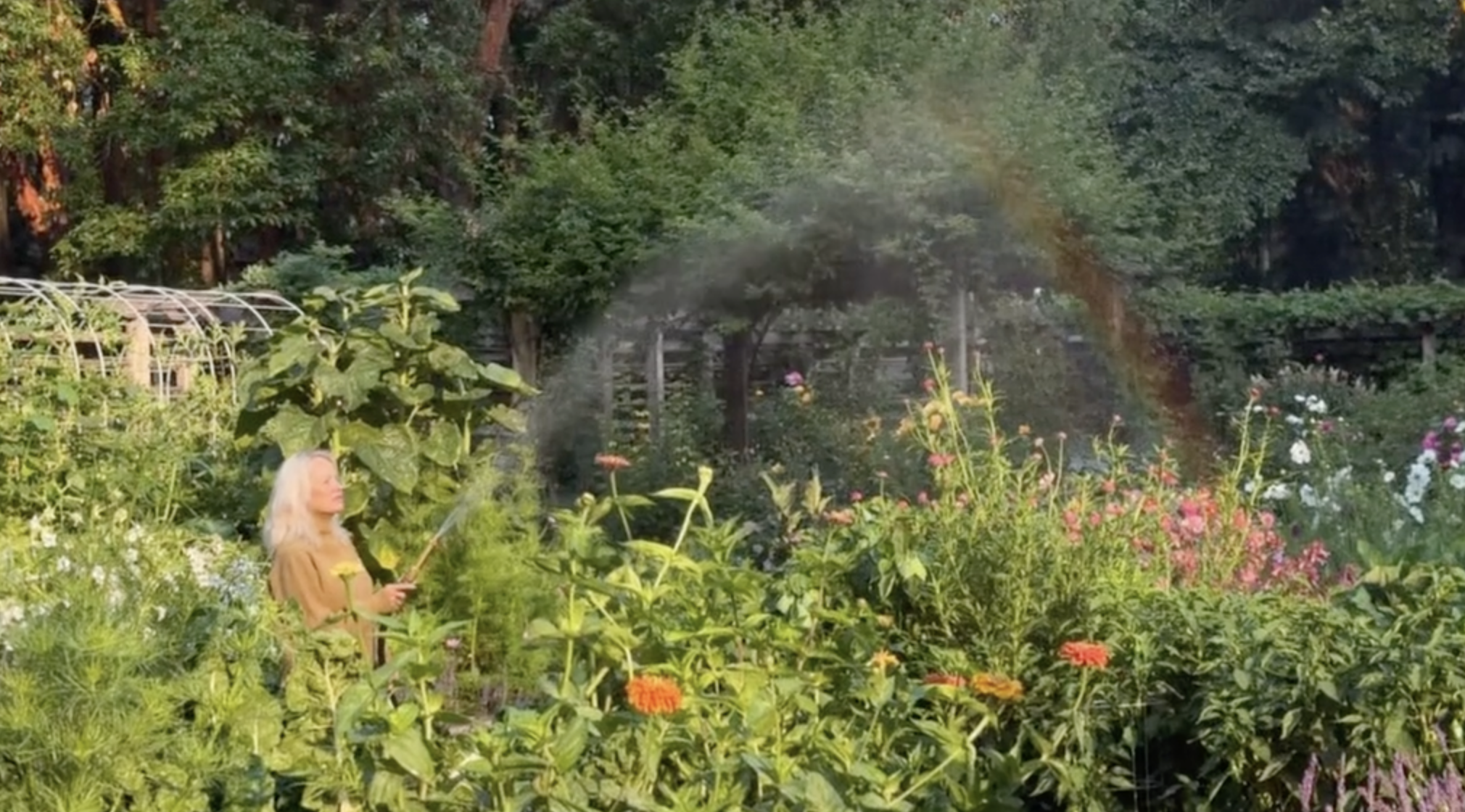 Pamela Anderson gießt ihre üppigen Blumenbeete in Arcady mit einem Gartenschlauch und zaubert dabei einen bezaubernden Nebel, der das Nachmittagslicht einfängt und einen leuchtenden Regenbogen über das Gelände zaubert. Umgeben von hohen orangefarbenen Zinnien, Sonnenblumen und rankendem Gartengrün fängt sie die märchenhafte Ruhe ihres Anwesens auf Vancouver Island ein und teilt diesen magischen Moment auf TikTok zusammen mit der verspielten Frage: „Was erwartet uns am Ende des Regenbogens? ✨🧚“. | Quelle: TikTok/pamelaanderson
