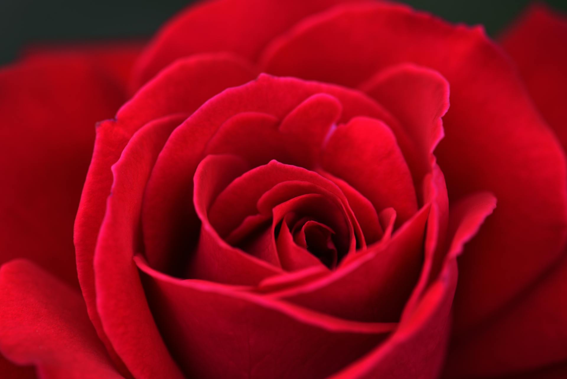 Close-up de uma rosa vermelha | Fonte: Pexels