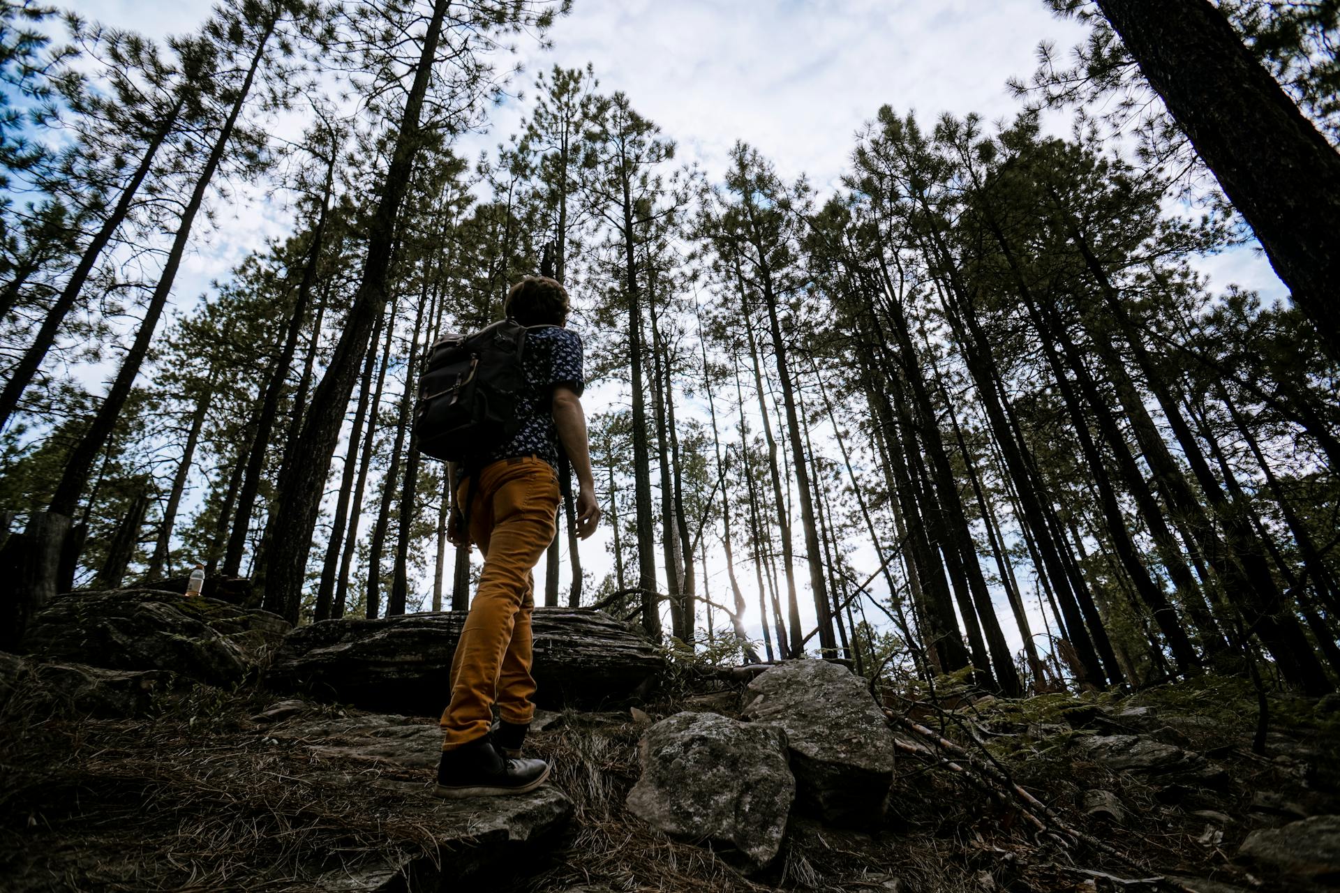 Ein Mann wandert in einem Wald | Quelle: Pexels