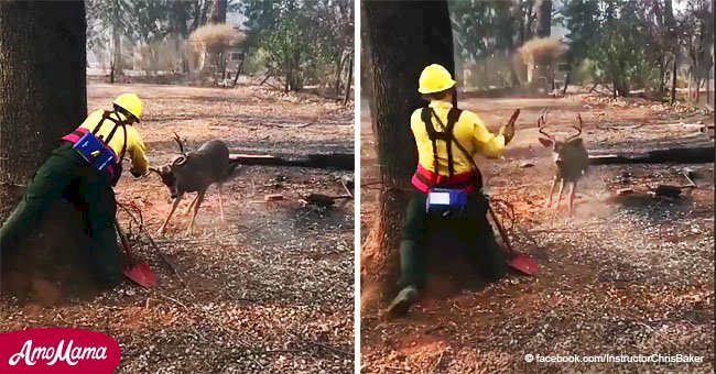 Die Feuerwehrleute retteten einen Hirsch, dessen Geweihe während des Waldbrandes in der Stromleitung stecken blieben