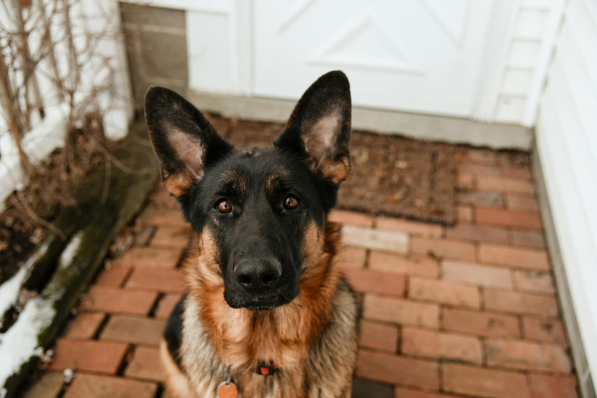 Ein Deutscher Schäferhund vor einem Haus | Quelle: Pexels