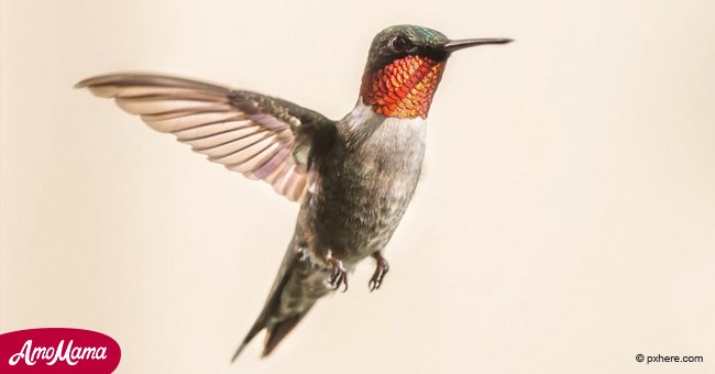 Wenn Sie einen Kolibri sehen, danken Sie ihm, weil er eine besondere Botschaft für Sie hat