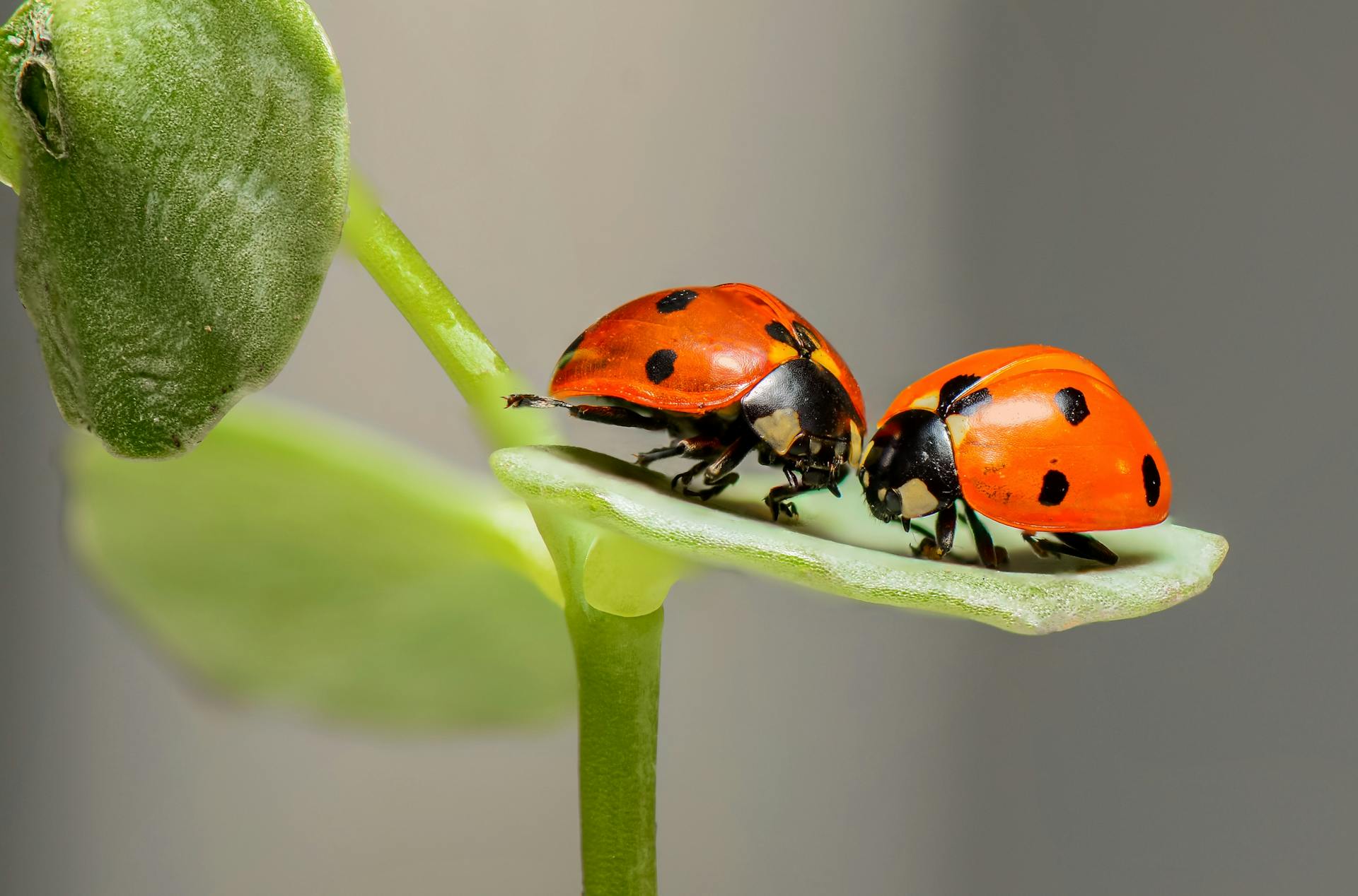 Zwei Marienkäfer auf einem grünen Blatt | Quelle: Pexels