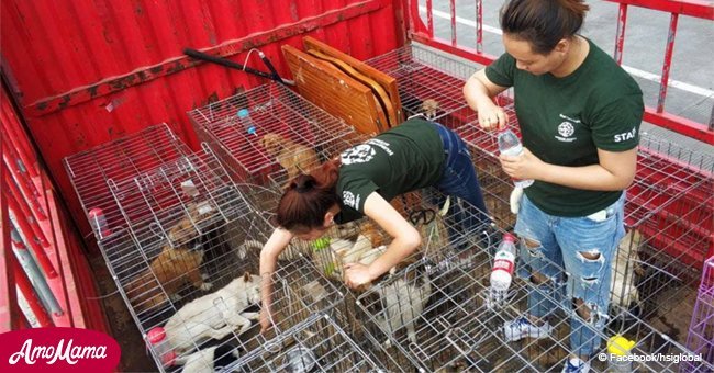 Aktivisten haben mehr als 135 verängstigte Hunde aus einem Schlachthaus in China gerettet