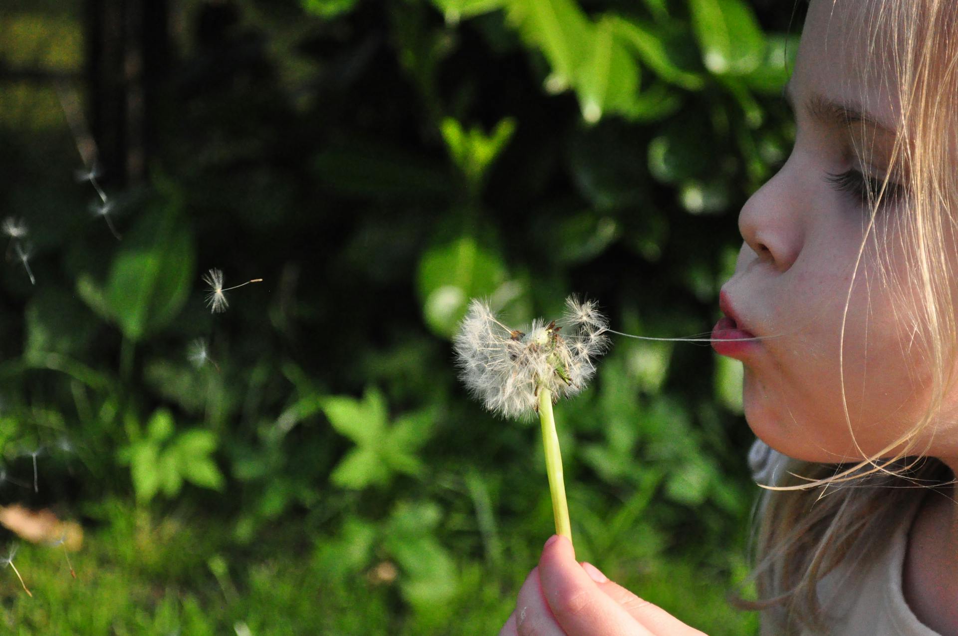 Ein kleines Mädchen, das eine Blume bläst | Quelle: Pexels