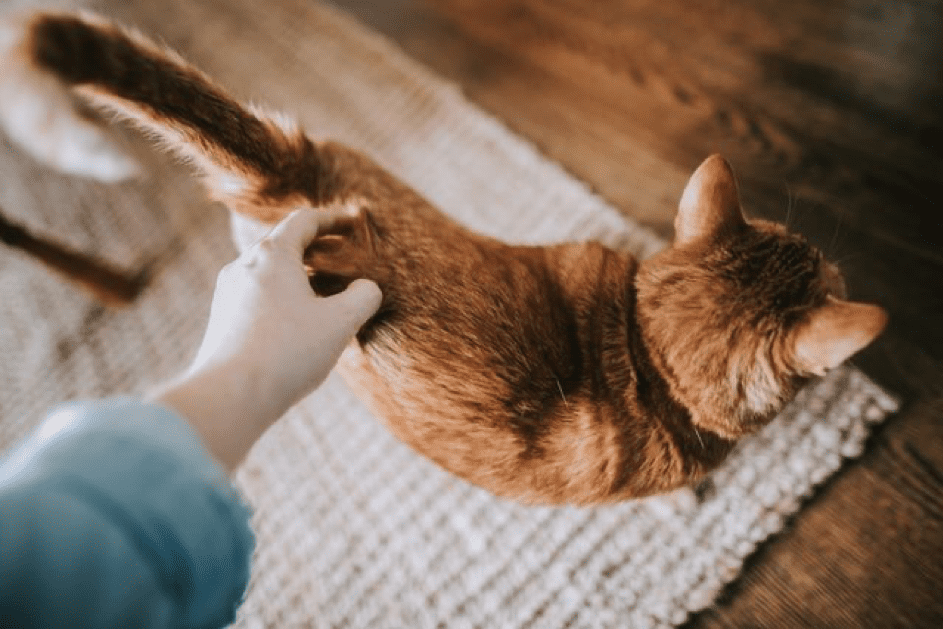 Die Hand einer Person auf einer Katze. | Quelle: Unsplash