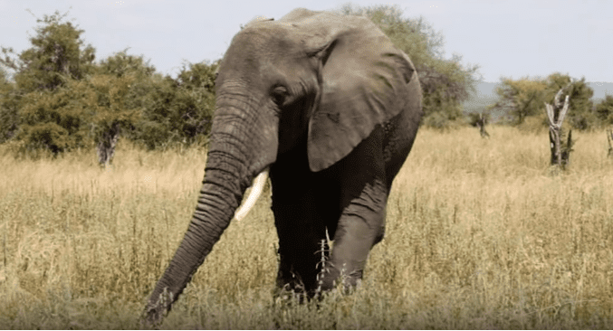 Elefant | Quelle: ABC Television Stations