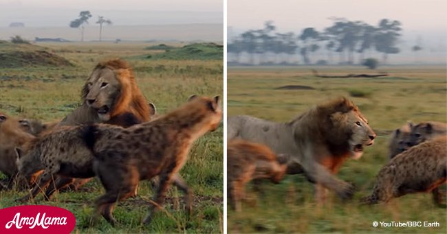 Ein Löwe, dem 20 Hyänen begegneten, wäre gestorben, wenn sein Cousin nicht gekommen wäre