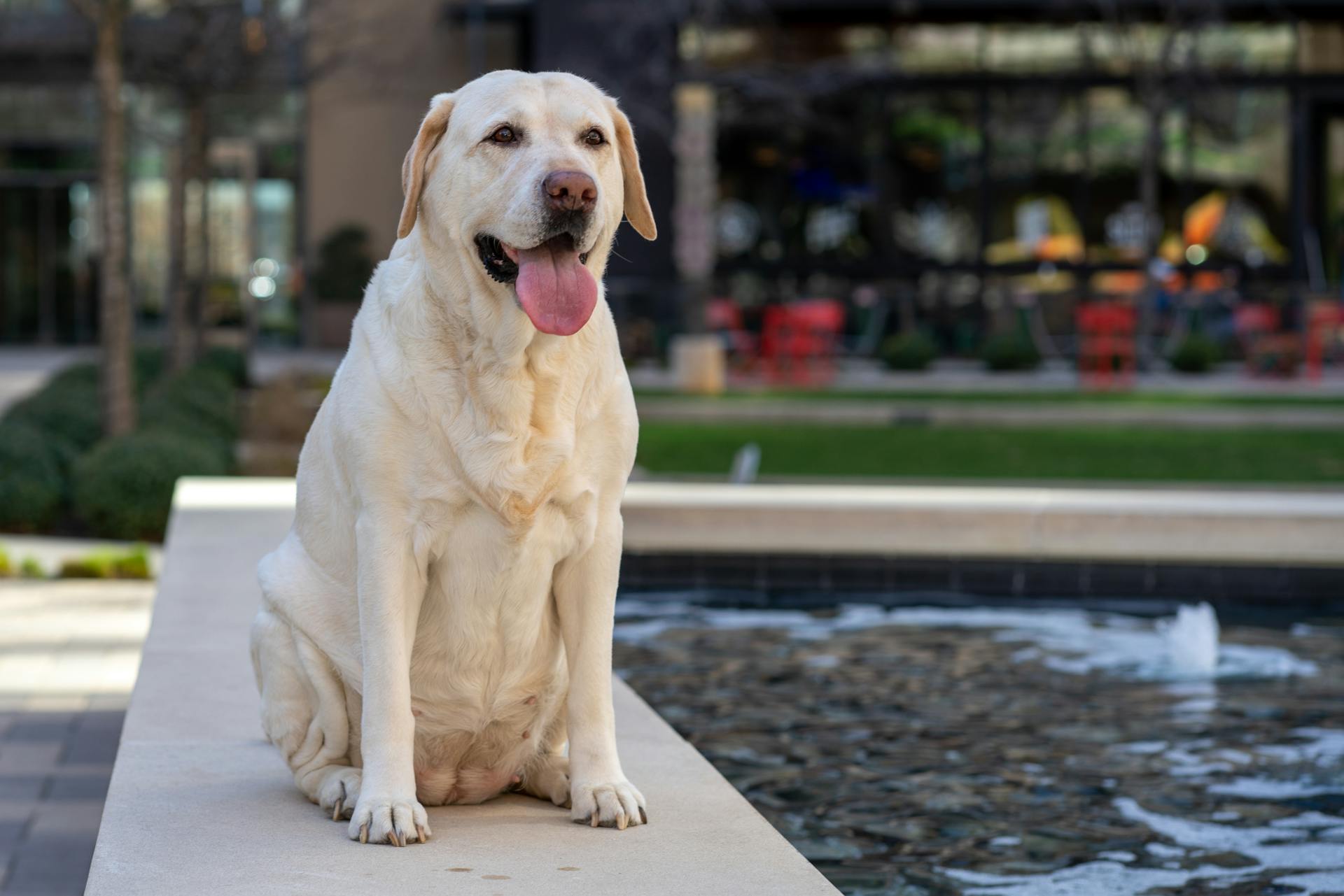 Ein Hund, der am Wasser sitzt | Quelle: Pexels